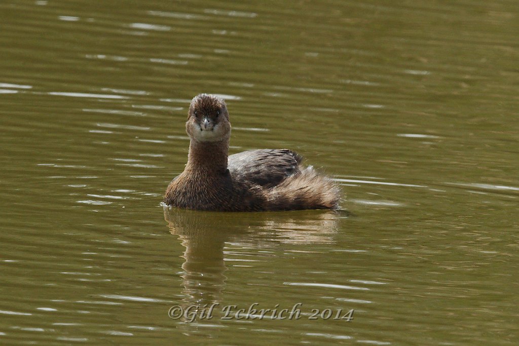 Pied-billed Grebe 2014-01-25_1.jpg
